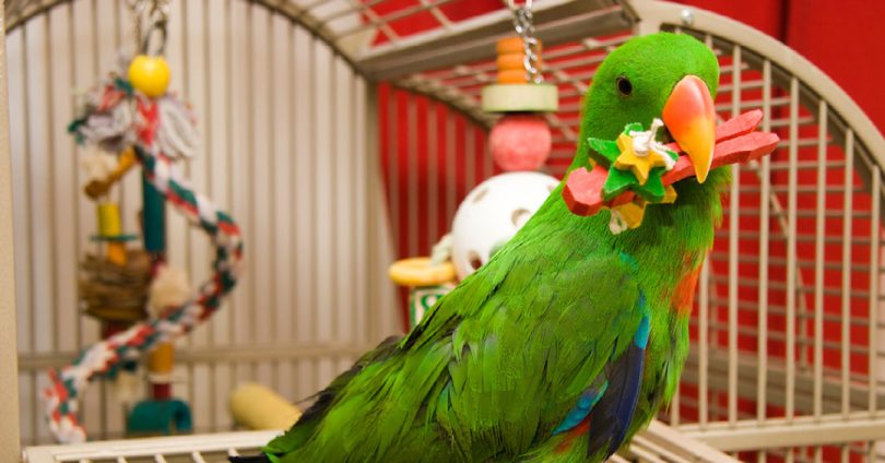 Groene papegaai met een houten speeltje tussen de snavel
